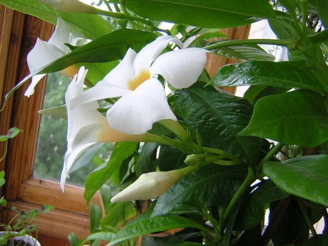 До 7 цветов в соцветии