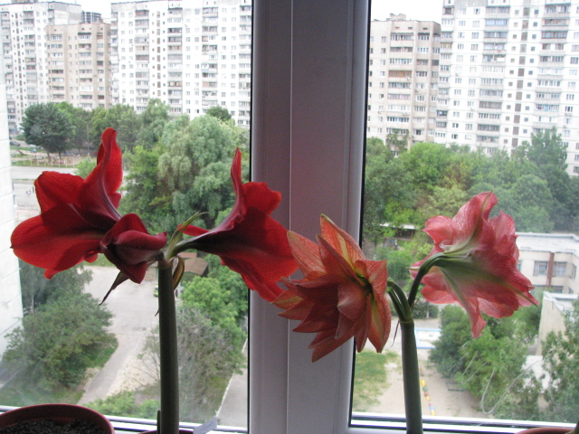 Амиго и Леди Джейн