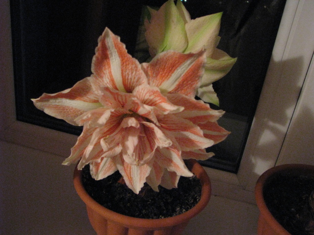 Дансинг Куин