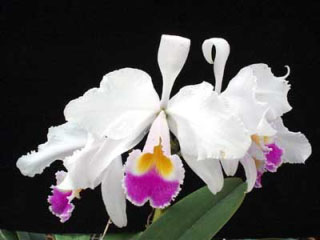 Catt trianae 1091.jpg