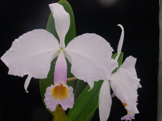 Catt trianae Atractiva.jpg