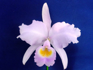 Catt trianae cod 102A.jpg