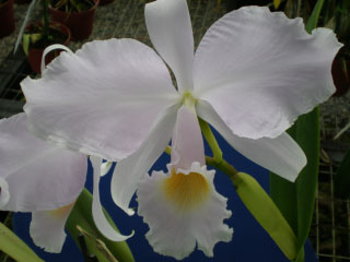 Catt trianae El  Arenal.jpg