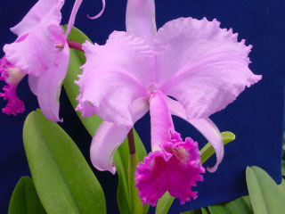 Catt trianae Impostor code 781.jpg