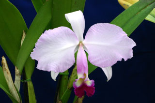 Catt trianae la picosa.jpg