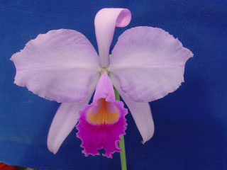 Catt trianae Manuel.jpg