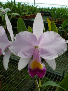 Catt trianae Nobuku.jpg