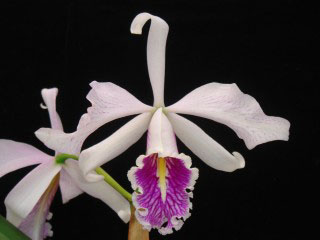 Cattleya maxima semi alba colina code 802.jpg