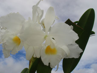 Cattleya trianae alba pura.jpg