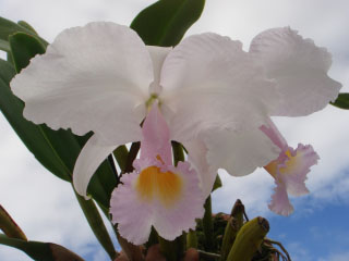 Cattleya trianae cholita (1).jpg