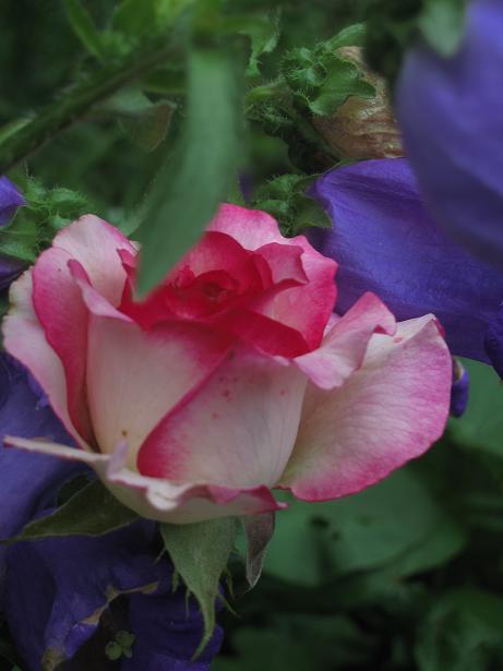 Очень понравилась, густомахровая - сорт КУИН АМАЗОНКА