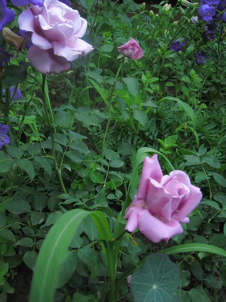 разочаровал, очень быстро отцветает - сорт Блю Парфум