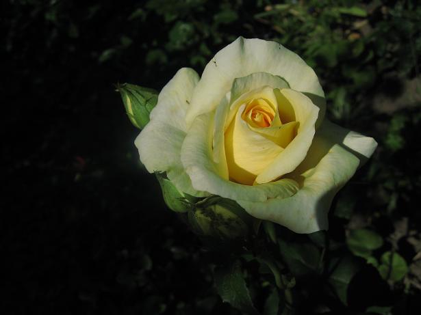 вроде сорт Беролина???????