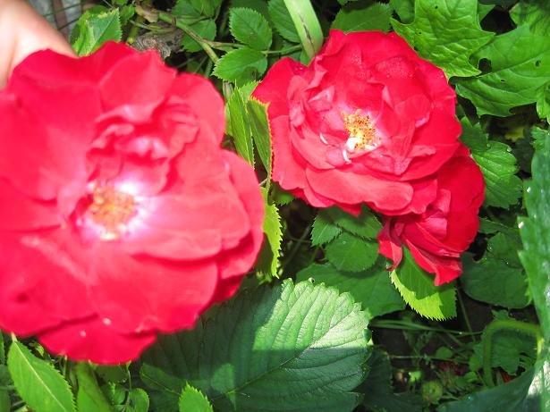 это я сама укоренила - плетистая роза