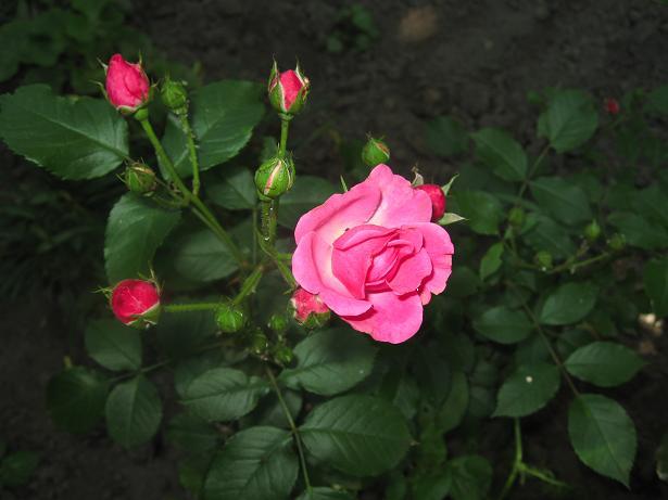 Написано на этикетке Нью Даун, но это не он. Ну кто знает что это за чудо. Роза плетистая.