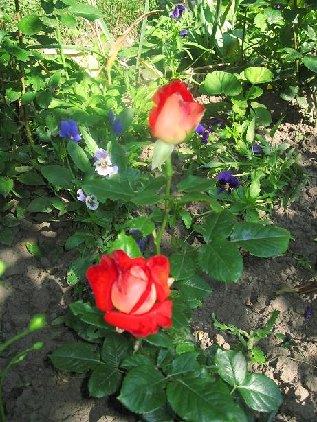 написано, что это сорт Керио, но по цвету есть различия. Сорт Керио - жолтая роза. А это чудо алло-оранжевое. Очень красивое. Что это?