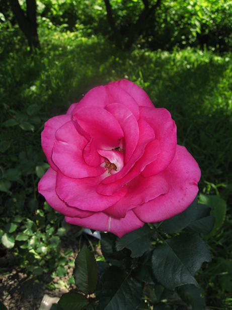 Это старенький сорт. Есть подозрение что это парковая роза - размножается с бешеной скоростью. Но цвет -  за километр видно. Но не очень махровая где-то 20 лепестков.