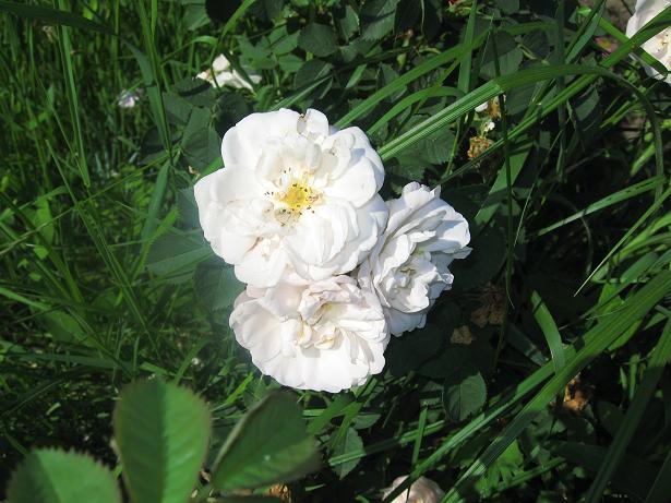 Старенький сорт, но похож на английские розы. Ростет кустом до 1,5м. очень ароматная, в розпуске бежевая