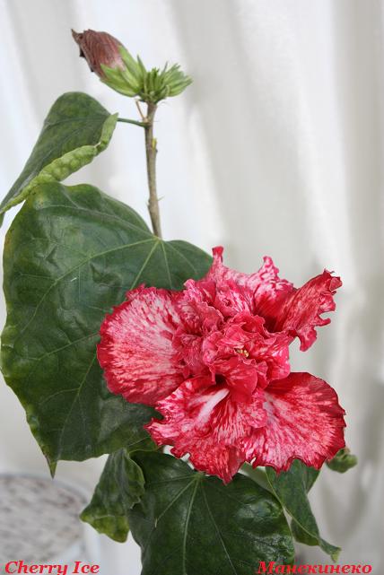 IMG_1082 с бутоном.jpg