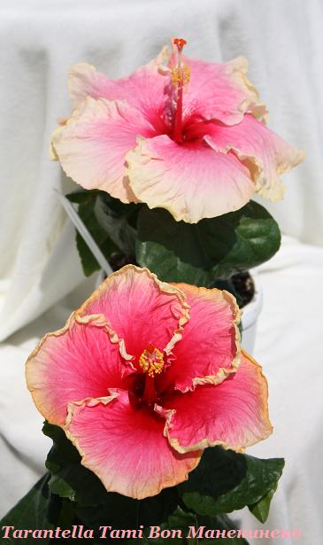 IMG_1145 Тарант и Тами.jpg