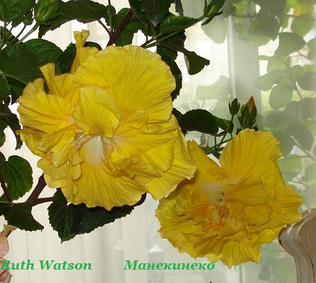 DSC03014 два безобразия.jpg