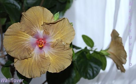 IMG_0419  061208.jpg