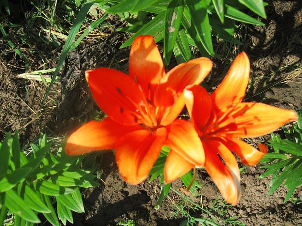 lili2.JPG
