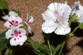 Это мои безродные))))))))