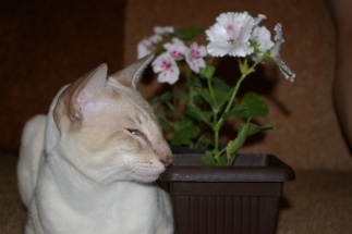 Это домашняя модель, очень любим фотографироваться