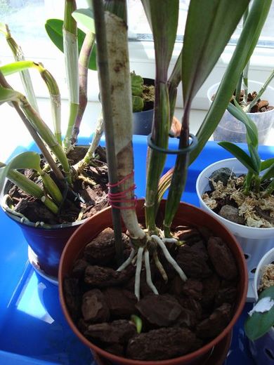 CAB037 Blc. Mem Crispin Rosale "Lu Kang"