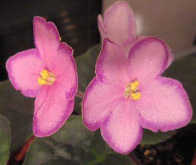 Halo`s Aglitter-1.JPG