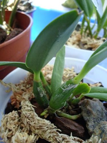 Z 637 L. pumila 'Pedra Azul' x L. pumila 'Jungle'