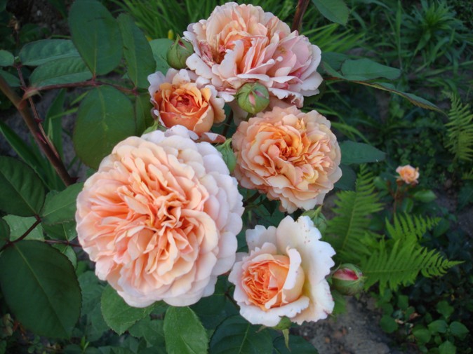 Abraham Darby