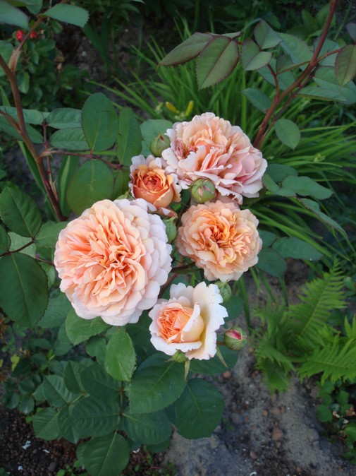 Abraham Darby
