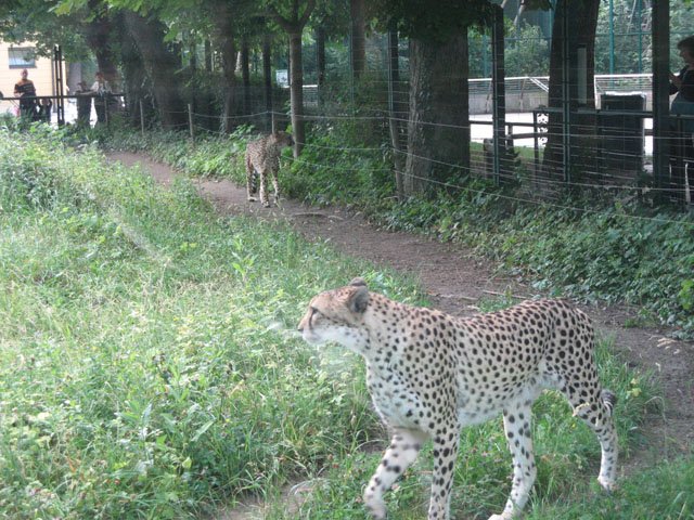 Ощущение что до них можно дотянуться рукой. От животных посетители отделены только стеклом, причем валъер с гепардами сверху не огорожен сеткой как у львов и тигров