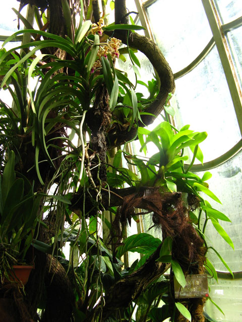 Ствол обвивает ваниль..