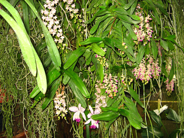 Растения ничем не огорожены, можно фотографировать, щупать... Ходишь действительно как в джунглях..