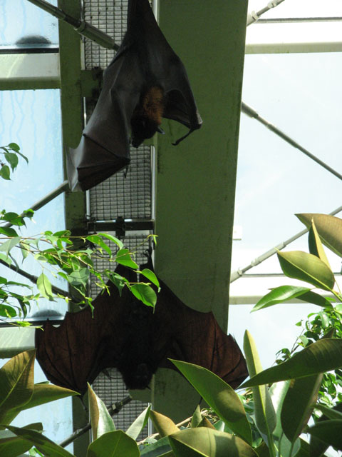Это одни из жителей павильона с тропическим лесом с острова Борнео. Причем совершено не огорожены от посетителей, теоретически могут сесть на голову... Так же гуляют маленькие обезьянки... Сопровождающий нас австриец на замечание что они могут убежать сказал  - но они же этого не делают...