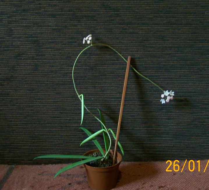 в полный рост