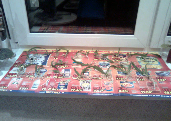 Растюхи после выкапывания, распутывания и промывания выглядят вот так.