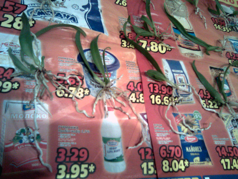 Как и более крупные экземпляры