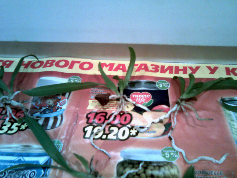 Некоторые так вросли корнями в кусочки коры и угля, что остаются с ними)