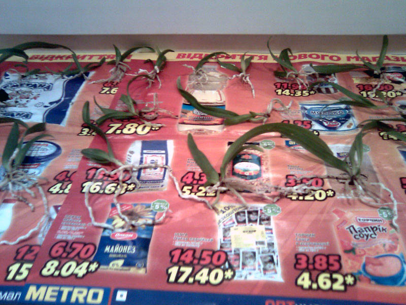 которые выглядят значительно мощнее и жирнее чем первоначальные росты.