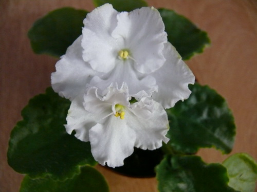 Ness' Snow Clouds.jpg