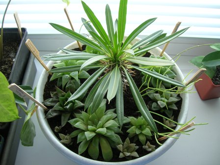 хаворты+пахиподиум