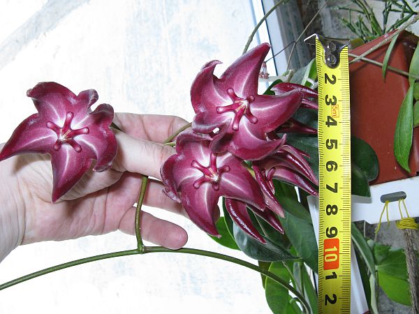 Hoya onychoides 27.06.09 - size.jpg