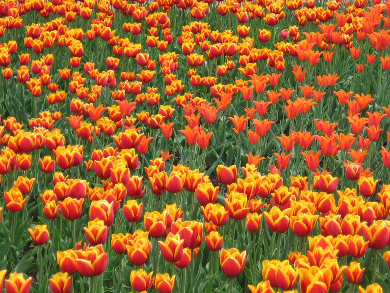 &quot;Огненная&quot; часть клумбы