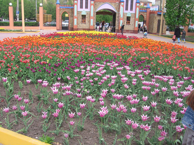 Столько красоты на одной клумбе...