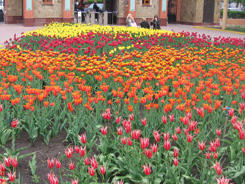 Фотографируем клумбу с разных сторон