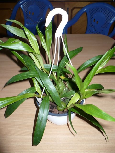 Coelogyne cristata